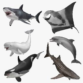 Aquatic Animals Collection